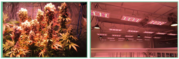 600W Cree COB LED Grow Light For Basement Grow Plants