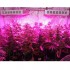 Full Spectrum 300W LED Grow Light For Medicinal Marijuana Plants -1