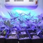 All Blue LED Grow Light For Grow Plants -1